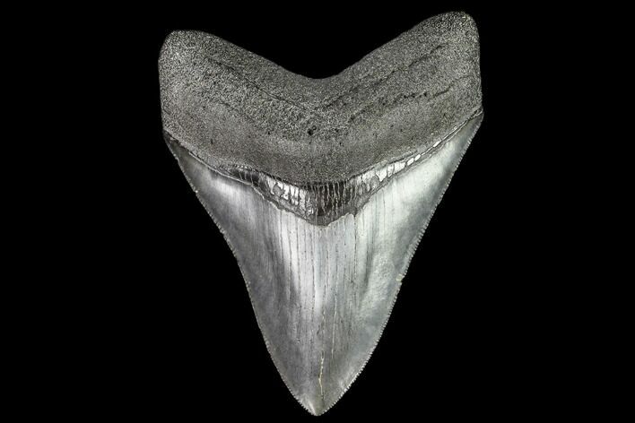 Serrated, Fossil Megalodon Tooth - Georgia #111512
